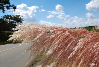 PAINEL - AS MACEGAS EM FLOR | DigiPhotus