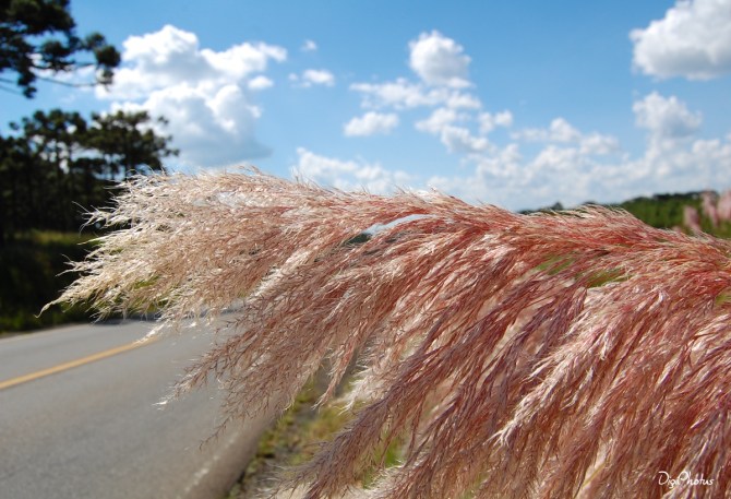 PAINEL - AS MACEGAS EM FLOR | DigiPhotus