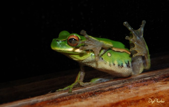 ... SAPOS & PERERECAS ... | DigiPhotus